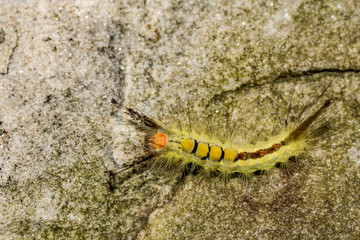 White-marked Tussock Moth Caterpillar (Orgyia leucostigma)