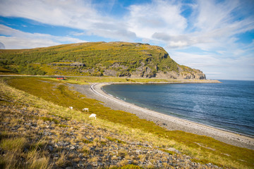 Fototapeta na wymiar Norwegian reindeers next to fjord in Norway