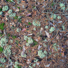 Forest moss and lichen texture