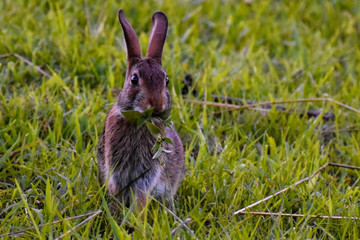Bunny eating 