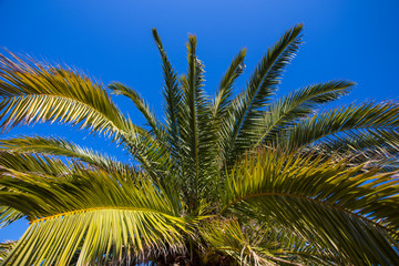 Obraz na płótnie Canvas green palm against blue sky