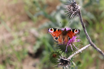 Obraz premium Butterfly sits on a thistle flower
