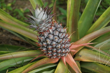Fototapeta premium A young ripe pineapple plant on a tree in the jungle. Wild pineapple in nature