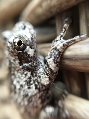 Profile of a frog close up -shot on iPhone 