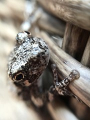 Upclose to a frog