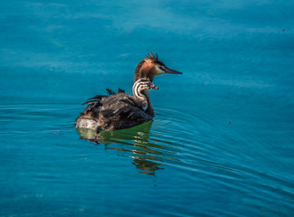 Beautiful sight of a grebe carrying its newborn chick on its back for a first swim on the shores of the Upper Zurich lanke (Obersee) near Rapperswil, Sankt Gallen, Switzerland