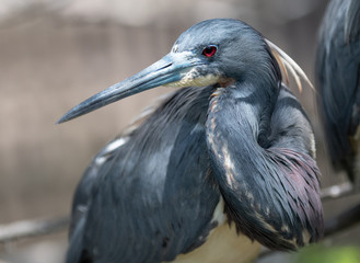 Tricolored Heron  © Harry Collins