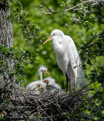 Great Egret