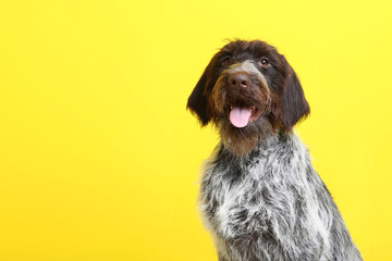 German pointer dog on yellow background