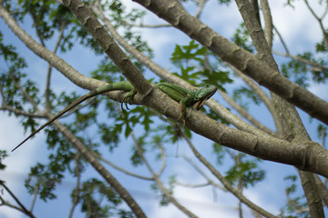 Iguana