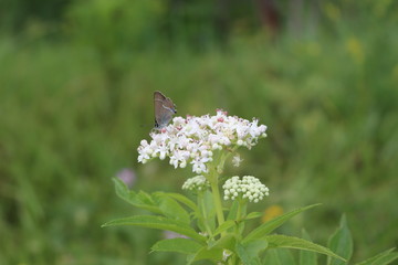 Butterfly sits on a white flower