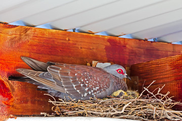 Nesting speckled pigeon with chick