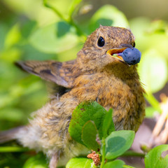 RedRobin eats Blueberry