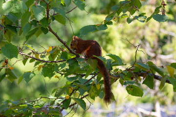 Squirrel in nuttree