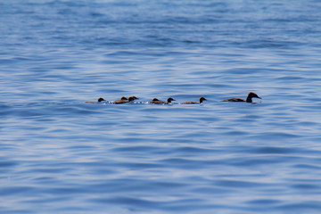 Fototapeta premium Family of Red-breasted merganser