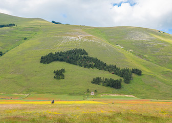 Castelluccio di Norcia, 2018 (Umbria, Italy) - The famous landscape flowering with many colors, in the highland of Sibillini Mountains, central Italy