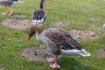 View of a brown duck looking for food