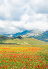 Castelluccio di Norcia, 2018 (Umbria, Italy) - The famous landscape flowering with many colors, in the highland of Sibillini Mountains, central Italy