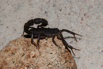 Black Scorpion