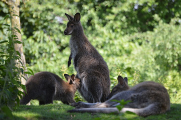 Naklejka na ściany i meble Red-necked wallaby family