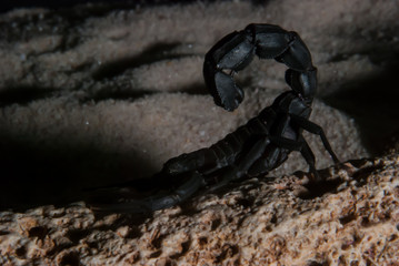 Black Scorpion at night