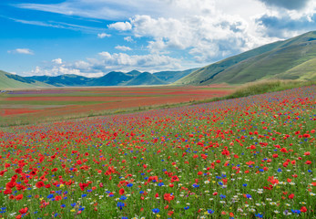 Castelluccio di Norcia, 2018 (Umbria, Italy) - The famous landscape flowering with many colors, in...