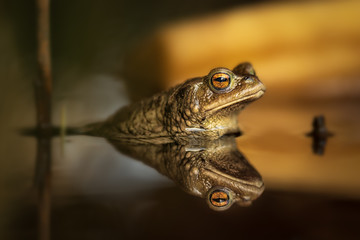 A frog during warm spring sunset. Amazing animal, gorgeous light. Portrait with water reflection.
