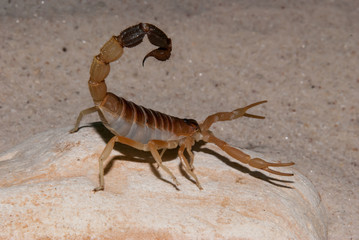 Brown Scorpion Portrait