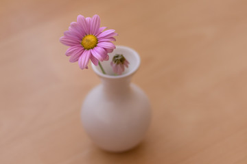 Moody photo of pink flower in white vase. One in full strength, the other one dry. Flora, object, inside.