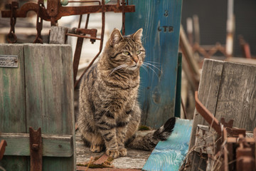 Getigerte Katze zwischen Holz