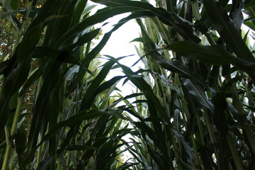 Mais Maisfeld Blätter