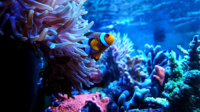 Clown anemone fish in magnifica anemone