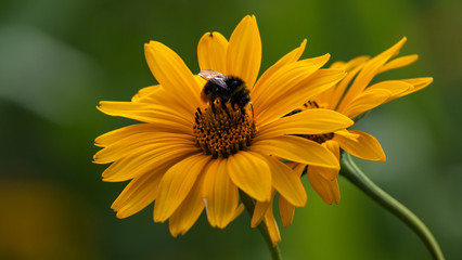 Hummel auf einer gelben Blüte