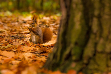 Cute squirrel in autumn colored forest. Beautiful, fast and clever animal. 