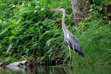 Graureiher auf der Jagd, Masuren, Polen