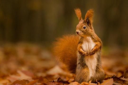 Cute squirrel in autumn colored forest. Beautiful, fast and clever animal. 