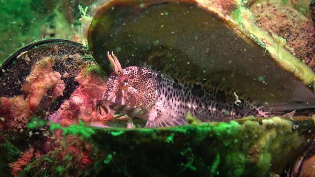 Tentacled blenny (Parablennius tentacularis): The male is on the bottom, medium shot. Black Sea.