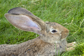 A close-up portrait of a bunny lying in the green grass.