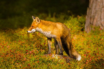Fototapeta premium Young fox in a forest. Beautiful mammal. Autumn colors. Curious, fast, dangerous, endangered.
