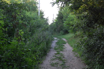  road in nature