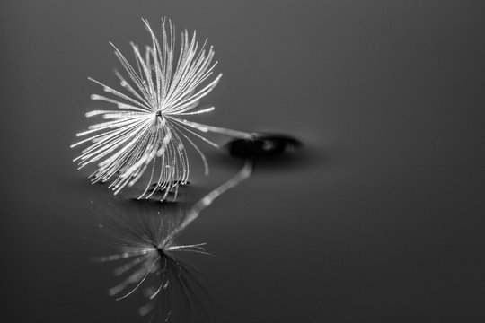 Detailed shot of blow away dandelion seed. Amazing natural creation. Black and white. Monochrome. Close up.