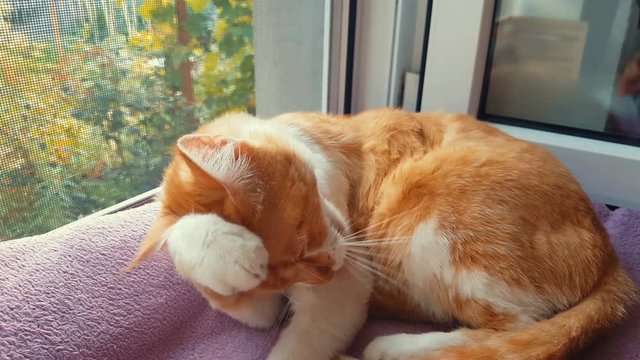 Red white cat licks paw and washes his face at home. Cute funny red-white cat on the windowsill, close up, dynamic scene, 4k toned video.
