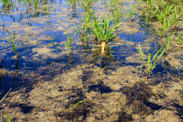 Surface of the pond overgrown with duckweed