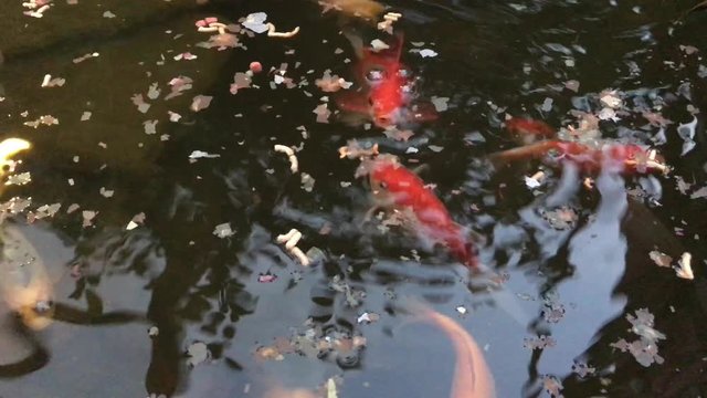 Goldfische im Teich