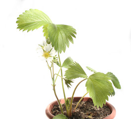 Strawberry plant isolated on white