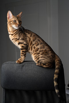 Bengal cat sitting on the back of an office chair