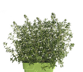 Thyme in pot isolated on white