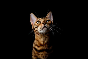 Bengal cat on a black background	