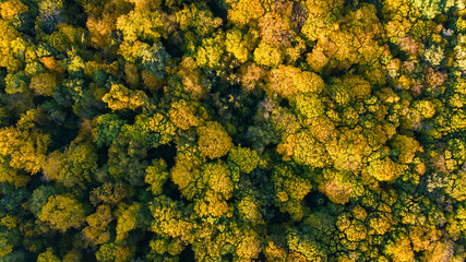Naklejka premium Golden autumn background, aerial top view of forest landscape with yellow trees from above 