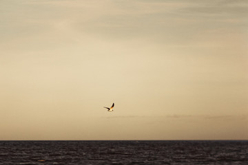 Fototapeta na wymiar seagull flying over ocean at dusk